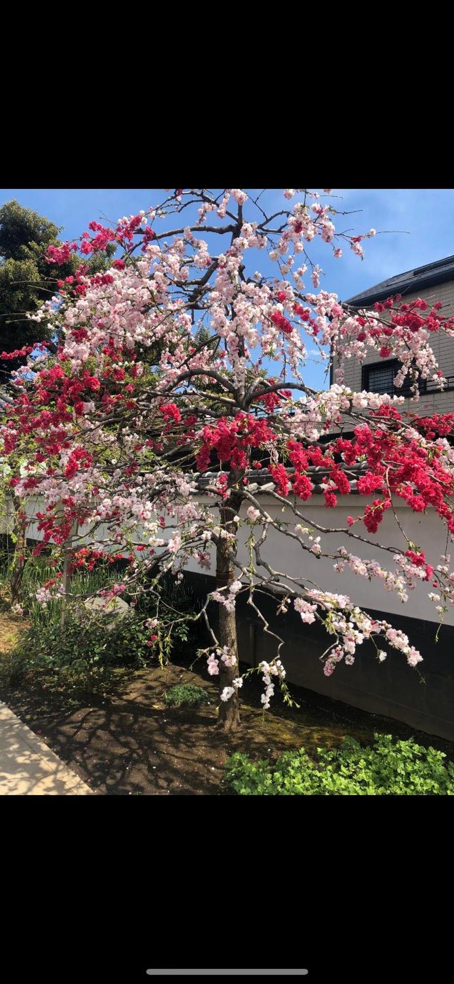 新宿安靜の家-A Quiet Home In Shinjuku - A 26 Square Meter Double Bed Room That Feels Like Home Tokyo Eksteriør billede